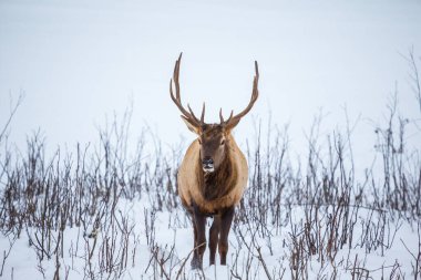 Ormandaki güzel geyik manzarası