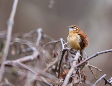 Dallara tüneyen güzel vahşi kuşun yakın çekimi