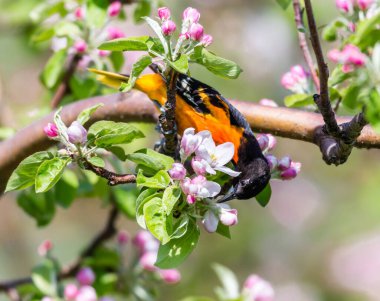 Dallara tüneyen güzel vahşi kuşun yakın çekimi