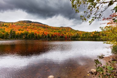 arka plan için manzaralı sonbahar ormanı manzarası