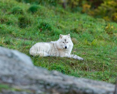 Doğadaki güzel beyaz kurdun yakın plan çekimi.