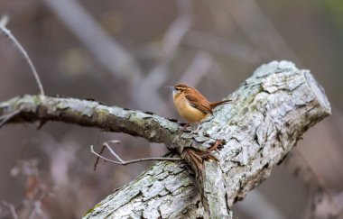 Dallara tüneyen güzel vahşi kuşun yakın çekimi