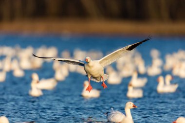 Doğal ortamdaki büyük beyaz kaz sürüsü.