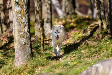 Doğadaki güzel beyaz kurdun yakın plan çekimi.