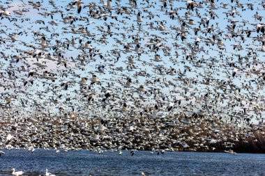 Doğal ortamdaki büyük beyaz kaz sürüsü.