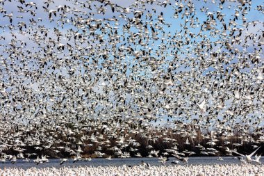 Doğal ortamdaki büyük beyaz kaz sürüsü.