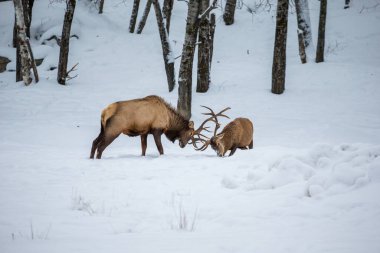 Ormandaki güzel geyik manzarası