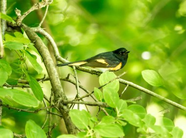 Dallara tüneyen güzel vahşi kuşun yakın çekimi