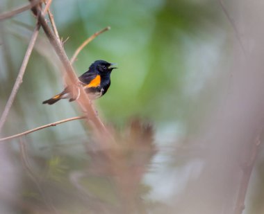 Dallara tüneyen güzel vahşi kuşun yakın çekimi