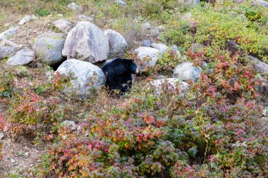 Tembel hayvan ayısı, ayrıca labient ayı olarak da bilinir, Hindistan 'ın altkıtasına özgü bir gece böcek türüdür..