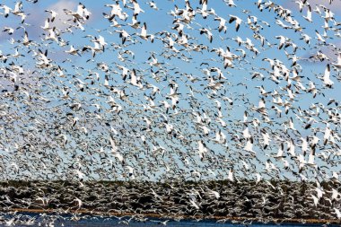 Doğal ortamdaki büyük beyaz kaz sürüsü.