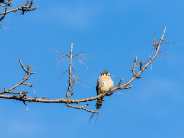 bird on branch of tree on blue sky background