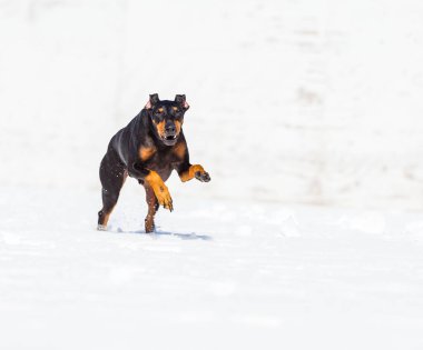 tapılası genç Doberman köpeği karda oynuyor