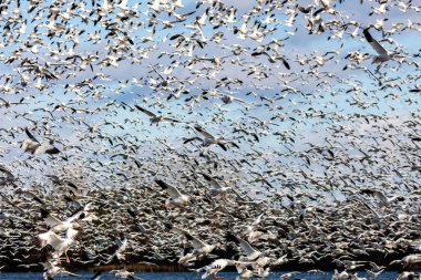 Doğal ortamdaki büyük beyaz kaz sürüsü.