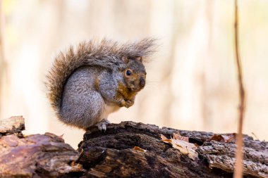 Ormandaki güzel sincabı yakından çek.
