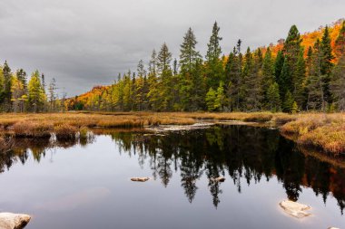 Yazlık ülkeye Kuzey Quebec'te almaya başlayan sonbahar etkiler. Kan kırmızı kış saldırı önce dönüm ağaçlar.