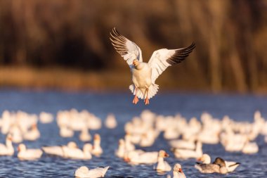 Doğal ortamdaki büyük beyaz kaz sürüsü.