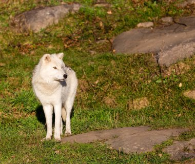 Doğadaki güzel beyaz kurdun yakın plan çekimi.
