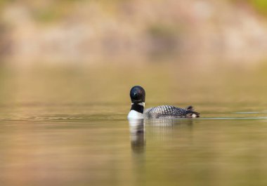Gölde güzel bir yaban ördeği resmi.