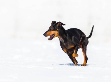 tapılası genç Doberman köpeği karda oynuyor