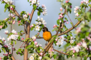 Dallara tüneyen güzel vahşi kuşun yakın çekimi