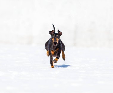 tapılası genç Doberman köpeği karda oynuyor