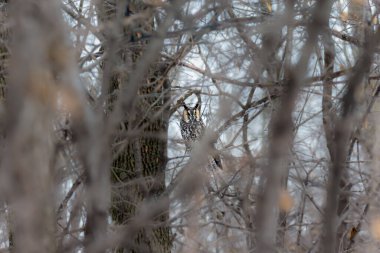 Doğal ortamdaki güzel baykuşun yakın plan çekimi.