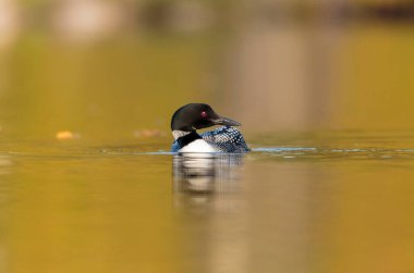 Gölde güzel bir yaban ördeği resmi.