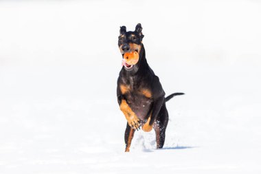 tapılası genç Doberman köpeği karda oynuyor