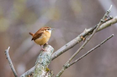 Dallara tüneyen güzel vahşi kuşun yakın çekimi