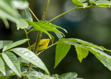Dallara tüneyen güzel vahşi kuşun yakın çekimi