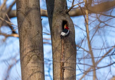 Dallara tüneyen güzel vahşi kuşun yakın çekimi
