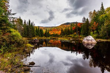 arka plan için manzaralı sonbahar ormanı manzarası