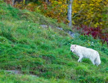 Doğadaki güzel beyaz kurdun yakın plan çekimi.