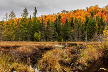 Yazlık ülkeye Kuzey Quebec'te almaya başlayan sonbahar etkiler. Kan kırmızı kış saldırı önce dönüm ağaçlar.