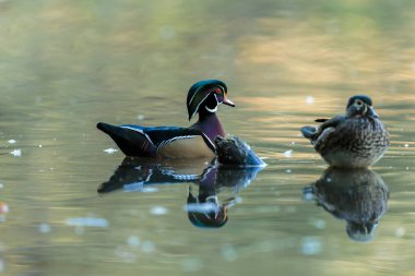Göldeki güzel yaban ördeklerini yakından çek.