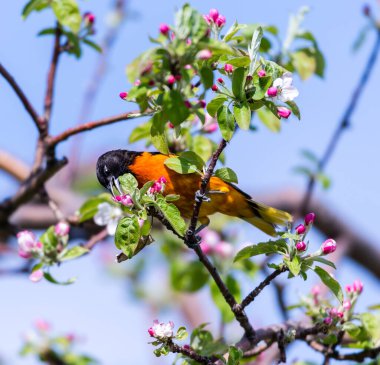 Dallara tüneyen güzel vahşi kuşun yakın çekimi