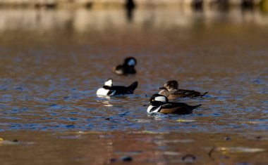 scenic shot of beautiful ducks in natural habitat
