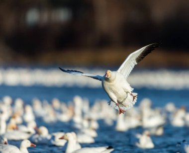 Doğal ortamdaki büyük beyaz kaz sürüsü.