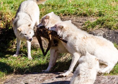 Bir grup vahşi kurt orman çayırında avlarını paylaşıyor.