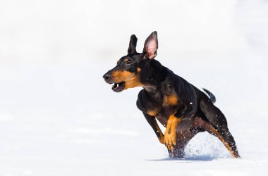 tapılası genç Doberman köpeği karda oynuyor