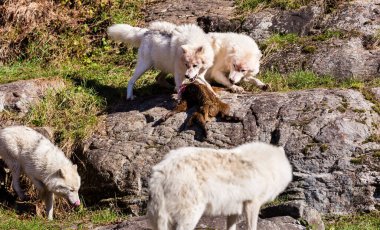 Bir grup vahşi kurt orman çayırında avlarını paylaşıyor.