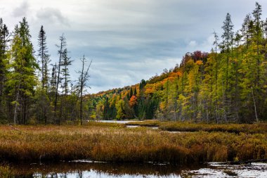 Yazlık ülkeye Kuzey Quebec'te almaya başlayan sonbahar etkiler. Kan kırmızı kış saldırı önce dönüm ağaçlar.