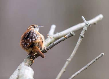 Dallara tüneyen güzel vahşi kuşun yakın çekimi