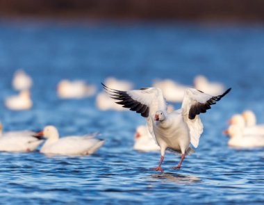 Doğal ortamdaki büyük beyaz kaz sürüsü.