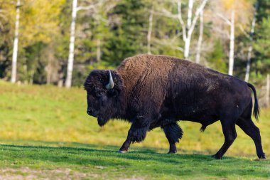 Ormandaki vahşi bizonun manzaralı görüntüleri.