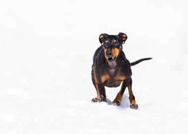 tapılası genç Doberman köpeği karda oynuyor