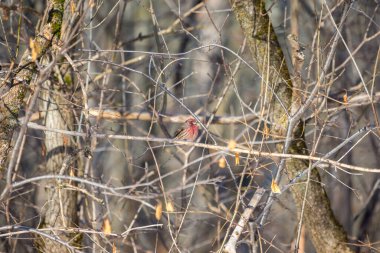 Dallara tüneyen güzel vahşi kuşun yakın çekimi