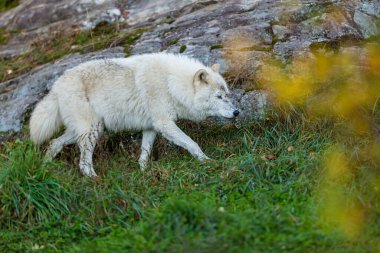 Doğadaki güzel beyaz kurdun yakın plan çekimi.