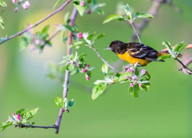 Dallara tüneyen güzel vahşi kuşun yakın çekimi